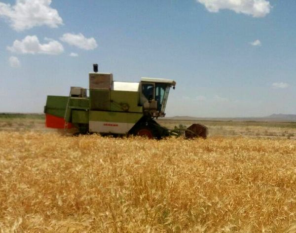 برداشت  7 هزار و 500 تن جو  از مزارع قزوین