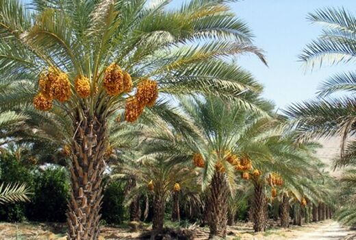 آغاز برداشت محصول نخیلات استان بوشهر از نیمه دوم تیرماه