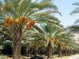 آغاز برداشت محصول نخیلات استان بوشهر از نیمه دوم تیرماه