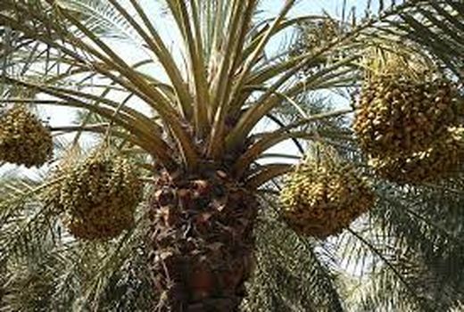 پیشگیری از بیماری های قارچی در نخلستانهای خرمشهر