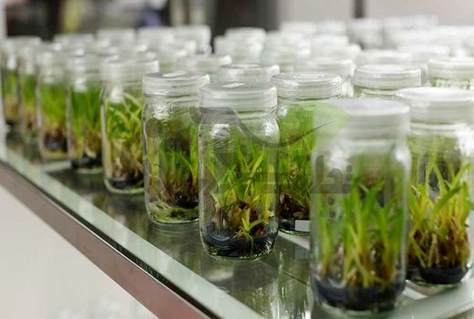 آینده کشاورزی و باغبانی با کشت بافت گره خورده است