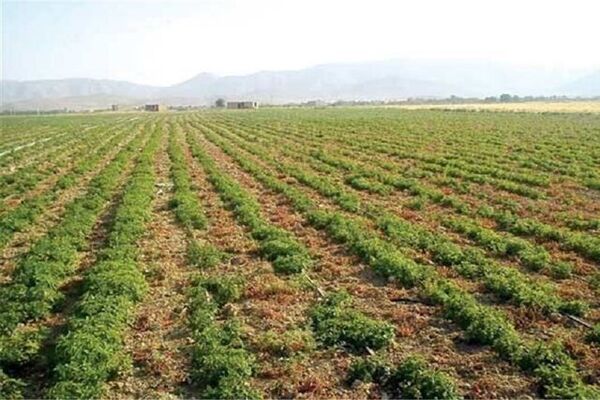کاهش ۳۰ درصدی توان زراعی اصفهان با بسته بودن زاینده‌رود
