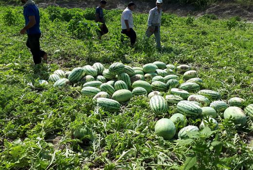4هزار و 586هکتار سطح زیر کشت هندوانه شب یلدا