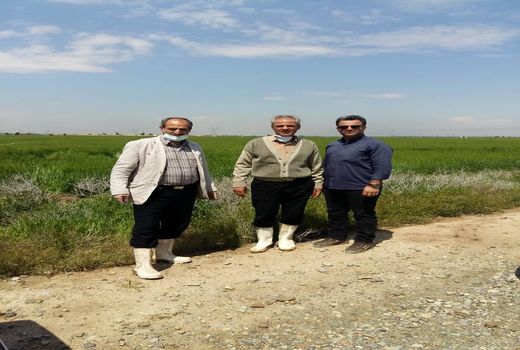 مزارع فشافویه از نظر آفات و بیماری های گیاهی مورد ارزیابی قرار گرفت