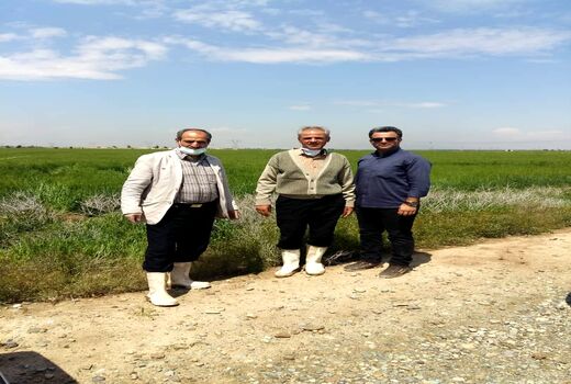 مزارع فشافویه از نظر آفات و بیماری های گیاهی مورد ارزیابی قرار گرفت