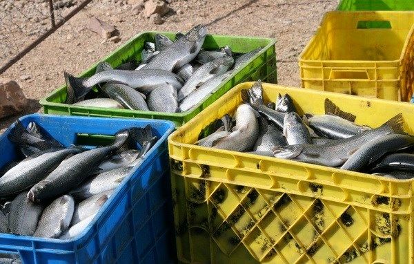 ضبط و معدومسازی 215 کیلوگرم ماهی منجمد در شهرستان کیار