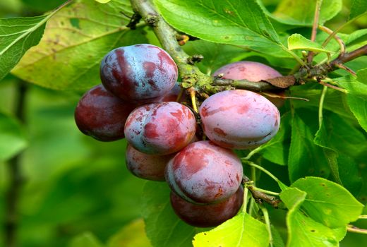 آغاز برداشت آلو از سطح باغات آذربایجان غربی