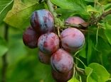 آغاز برداشت آلو از سطح باغات آذربایجان غربی