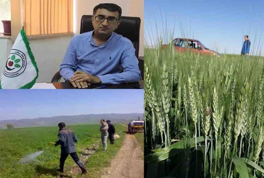 ۲۲ هکتار مبارزه شیمیایی با بیماری‌های قارچی مزارع گندم / هیچ گونه خسارتی به مزارع وارد نشده است