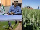 ۲۲ هکتار مبارزه شیمیایی با بیماری‌های قارچی مزارع گندم / هیچ گونه خسارتی به مزارع وارد نشده است
