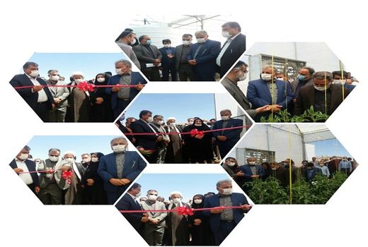 افتتاح  گلخانه گوجه فرنگی در بیضا 