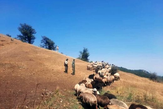 زمان ورود دام به مراتع روستایی و عشایری استان بوشهر مشخص شد