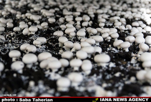 تائید اثر بخشی دستاورد پژوهشگاه بیوتکنولوژی کشاورزی در عرصه تولید قارچ خوراکی