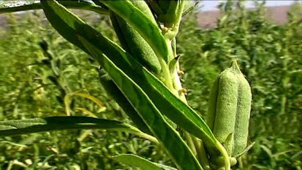 برداشت ۸۵۰ تن کنجد از مزارع قیروکارزین