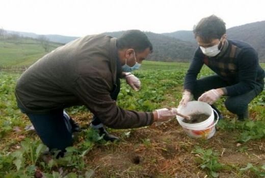 لزوم مبارزه  همگانی با جوندگان مضر در مزارع و باغات استان