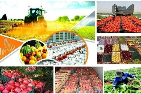 متولی صنایع کشاورزی مشخص شود/ لزوم پایبندی به اجرای قانون