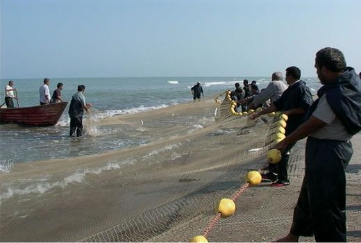 تولید 81 هزار تنی آبزیان پرورشی در مازندران