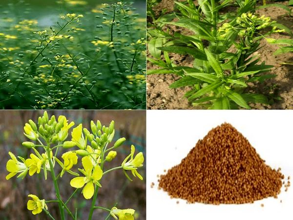 صرفه‌جویی 23 درصدی آب با کنجاله کاملینا در تغذیه طیور