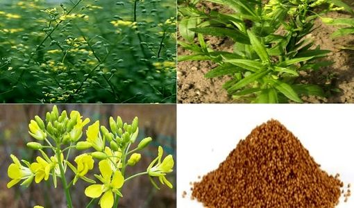 صرفه‌جویی 23 درصدی آب با کنجاله کاملینا در تغذیه طیور