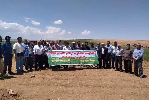 برگزاری روز مزرعه مقایسه عملکرد ارقام گندم دیم در شهرستان آوج