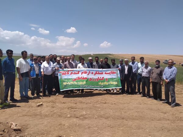 برگزاری روز مزرعه مقایسه عملکرد ارقام گندم دیم در شهرستان آوج