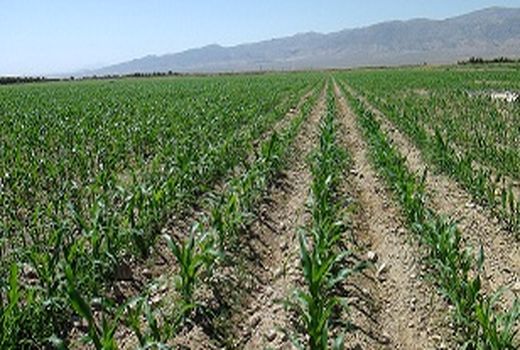  اختصاص750 هکتار از مزارع شهرستان شاهرود به ذرت علوفه‌ای