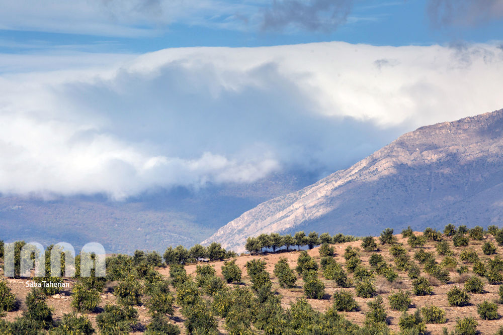  باغ بزرگ زیتون‌کشور در منجیل