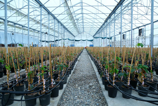  تاب‌آوری نهال‌ها  