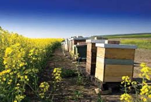 گراش؛ مقصد زنبورستان های مهاجر 