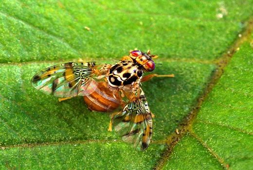 امکان مبارزه با آفت مگس میوه مدیترانه‌ای با استفاده از انرژی اتمی