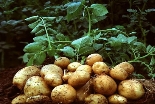 سلامت و پرمحصولی سیب زمینی کاران در گرو استفاده از بذور بومی