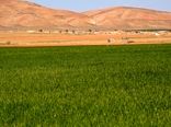 افزایش ۳۵ درصدی سطح زیرکشت گندم در سمیرم