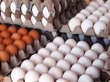 آغاز توزیع تخم مرغ با نرخ مصوب در کشور