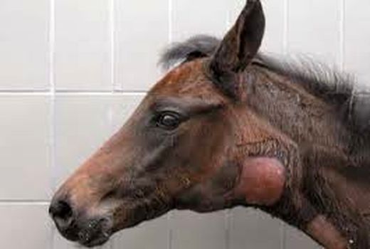 گزارشی از بیماری مشمشه در فارس داده نشده است