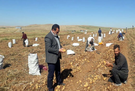 برداشت 9000 تن محصول سیب‌زمینی از مزارع شهرستان هشترود