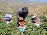 رویداد ملی توت‌فرنگی در کردستان برگزار می‌شود
