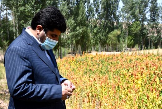 کینوا، جایگزین محصولات پر آب بر در استان آذربایجان شرقی 