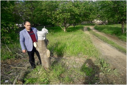 اجرای عملیات تعویض تاج باغات گردو و احداث باغ یکدست گردوی پیوندی در باغات شهرستان خداآفرین