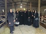 بازدید مدیرکل امور زنان و خانواده استانداری آذربایجان غربی از مزرعه نوآور دام بانوی کارآفرین 