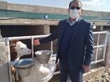 بازدید رئیس سازمان جهاد کشاورزی لرستان از روند تهیه، توزیع و تولید نهادهای دامی در شهرستان خرم آباد
