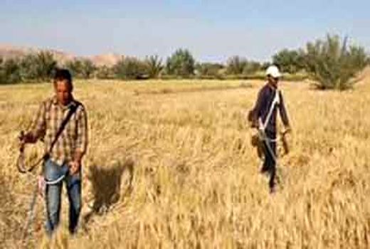 آغاز برداشت جو در کویر مرکزی