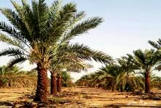 آغاز به کار دوره بیمه پذیری نخیلات