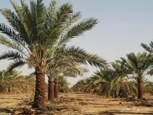 آغاز به کار دوره بیمه پذیری نخیلات