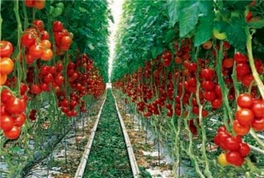 تولید 10 تن گوجه فرنکی گلخانه‌ای در پاییز