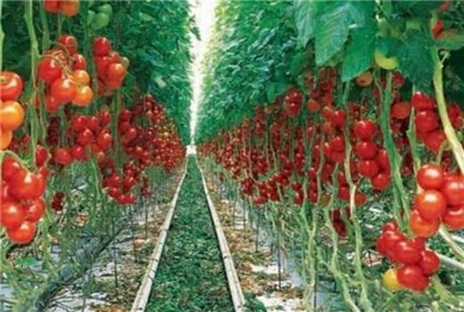 رشد 66 درصدی توسعه گلخانه‌ها در سال 97