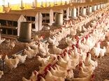 رتبه 6 استانی شهرستان سرعین در صنعت طیور 