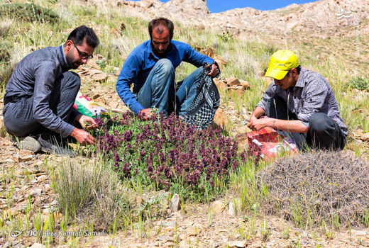 کشت گیاهان دارویی در شهرستان سرعین شتاب بیشتری به خود می‌گیرد 