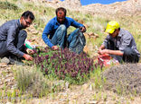 کشت گیاهان دارویی در شهرستان سرعین شتاب بیشتری به خود می‌گیرد 