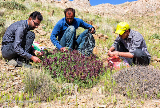 کشت گیاهان دارویی در شهرستان سرعین شتاب بیشتری به خود می‌گیرد 