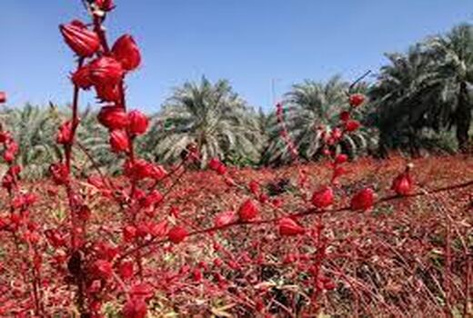 توزیع بذر یارانه‌ای چای ترش در شادگان